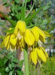 Have Blomster Krone Kejserlige Fritillaria gul Foto, beskrivelse og dyrkning, voksende og egenskaber