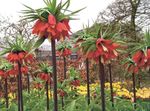 red Flower Crown Imperial Fritillaria characteristics and Photo