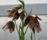 Garden Flowers Crown Imperial Fritillaria burgundy Photo, description and cultivation, growing and characteristics