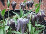 black Flower Crown Imperial Fritillaria characteristics and Photo