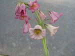 庭の花 帝国バイモクラウン, Fritillaria ピンク フォト, 説明 と 栽培, 成長 と 特性