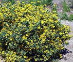 Tuin Bloemen Kroon Wikke, Coronilla geel foto, beschrijving en teelt, groeiend en karakteristieken