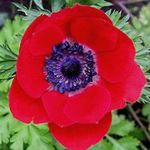 Zahradní květiny Koruna Windfower, Řecký Sasanka, Mák Sasanka, Anemone coronaria červená fotografie, popis a kultivace, pěstování a charakteristiky
