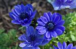 Trädgårdsblommor Krona Windfower, Grecian Windflower, Vallmo Anemon, Anemone coronaria blå Fil, beskrivning och uppodling, odling och egenskaper