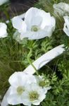 Coroana Windfower, Windflower Grecian, Mac Anemone