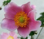 Zahradní květiny Koruna Windfower, Řecký Sasanka, Mák Sasanka, Anemone coronaria růžový fotografie, popis a kultivace, pěstování a charakteristiky