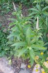 庭の花 カルバーのルート、ボーマンルート、黒ルート, Veronicastrum virginicum ホワイト フォト, 説明 と 栽培, 成長 と 特性
