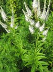 I fiori da giardino Radice Di Culver, Radice Di Bowman, Radice Nera, Veronicastrum virginicum bianco foto, descrizione e la lavorazione, la coltivazione e caratteristiche