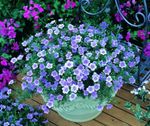 Zahradní květiny Cup Flower, Nierembergia světle modrá fotografie, popis a kultivace, pěstování a charakteristiky