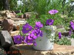  Taza De La Flor, Nierembergia lila Foto, descripción y cultivo, cultivación y características
