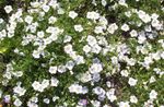 ბაღის ყვავილები თასი Flower, Nierembergia თეთრი სურათი, აღწერა და გაშენების, იზრდება და მახასიათებლები