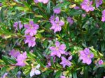 Zahradní květiny Cuphea šeřík fotografie, popis a kultivace, pěstování a charakteristiky