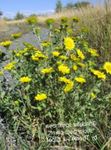 Λουλούδια κήπου Σγουρά Κύπελλο Gumweed, Grindelia squarrosa λευκό φωτογραφία, περιγραφή και καλλιέργεια, φυτοκομεία και χαρακτηριστικά