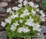 Cymbalaria, Kenilworth Břečťan, Lezení Námořník, Břečťan Rosnatka Ropucha Len