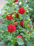 Garden Flowers Dahlia red Photo, description and cultivation, growing and characteristics