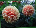 Flores do Jardim Dália, Dahlia rosa foto, descrição e cultivo, crescente e características