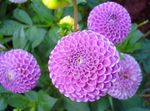 Flores do Jardim Dália, Dahlia lilás foto, descrição e cultivo, crescente e características