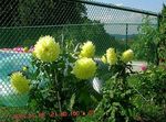galben Floare Dalie caracteristici și fotografie