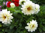 Sodo Gėlės Jurginas, Dahlia baltas Nuotrauka, aprašymas ir auginimas, augantis ir charakteristikos