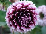 Garden Flowers Dahlia burgundy Photo, description and cultivation, growing and characteristics