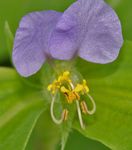  Dag Blomst, Spiderwort, Enker Tårer, Commelina lilla Foto, beskrivelse og dyrkning, voksende og egenskaber