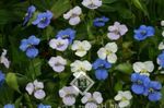 biely  Deň Kvetina, Spiderwort, Vdovy Slzy vlastnosti a fotografie