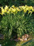 Vrtno Cvetje Daylily, Hemerocallis rumena fotografija, opis in gojenje, rast in značilnosti