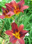 Vrtno Cvetje Daylily, Hemerocallis rdeča fotografija, opis in gojenje, rast in značilnosti