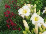 Vrtno Cvetje Daylily, Hemerocallis bela fotografija, opis in gojenje, rast in značilnosti