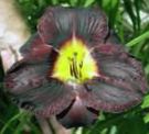 Vrtno Cvetje Daylily, Hemerocallis črna fotografija, opis in gojenje, rast in značilnosti