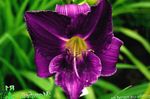 Vrtno Cvetje Daylily, Hemerocallis vijolična fotografija, opis in gojenje, rast in značilnosti
