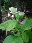 Kerti Virágok Deinanthe fehér fénykép, leírás és termesztés, növekvő és jellemzők