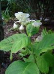 Garden Flowers Deinanthe white Photo, description and cultivation, growing and characteristics