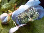 Zahradní květiny Deinanthe světle modrá fotografie, popis a kultivace, pěstování a charakteristiky