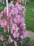 Flores de jardín Espuela De Caballero, Delphinium rosa Foto, descripción y cultivo, cultivación y características