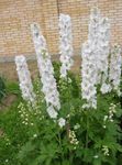 Zahradní květiny Delphinium bílá fotografie, popis a kultivace, pěstování a charakteristiky
