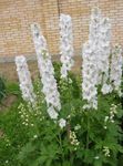 Gartenblumen Rittersporn, Delphinium weiß Foto, Beschreibung und Anbau, wächst und Merkmale