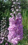 Trädgårdsblommor Riddarsporre, Delphinium lila Fil, beskrivning och uppodling, odling och egenskaper