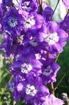 Zahradní květiny Delphinium nachový fotografie, popis a kultivace, pěstování a charakteristiky