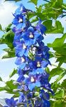 ბაღის ყვავილები Delphinium ლურჯი სურათი, აღწერა და გაშენების, იზრდება და მახასიათებლები