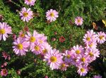 Hage blomster Dendranthema rosa Bilde, beskrivelse og dyrking, voksende og kjennetegn