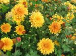 Zahradní květiny Dendranthema oranžový fotografie, popis a kultivace, pěstování a charakteristiky
