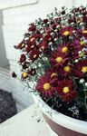 Dārza Ziedi Dendranthema burgundietis Foto, apraksts un audzēšana, augošs un raksturlielumi