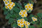 yellow Flower Dendranthema characteristics and Photo