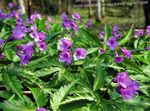 紫丁香 花 Dentaria 特点 和 照