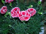 Vrtno Cvetje Dianthus, Kitajska Avte, Dianthus chinensis roza fotografija, opis in gojenje, rast in značilnosti