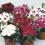 Garden Flowers Dianthus, China Pinks, Dianthus chinensis burgundy Photo, description and cultivation, growing and characteristics