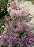 Ogrodowe Kwiaty Goździk Wieloletnia, Dianthus x allwoodii, Dianthus  hybrida, Dianthus  knappii liliowy zdjęcie, opis i uprawa, hodowla i charakterystyka