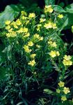 Hage blomster Dianthus Perrenial, Dianthus x allwoodii, Dianthus  hybrida, Dianthus  knappii gul Bilde, beskrivelse og dyrking, voksende og kjennetegn