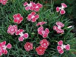 sarkans Zieds Dianthus Perrenial raksturlielumi un Foto